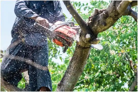 tree services Bellingham